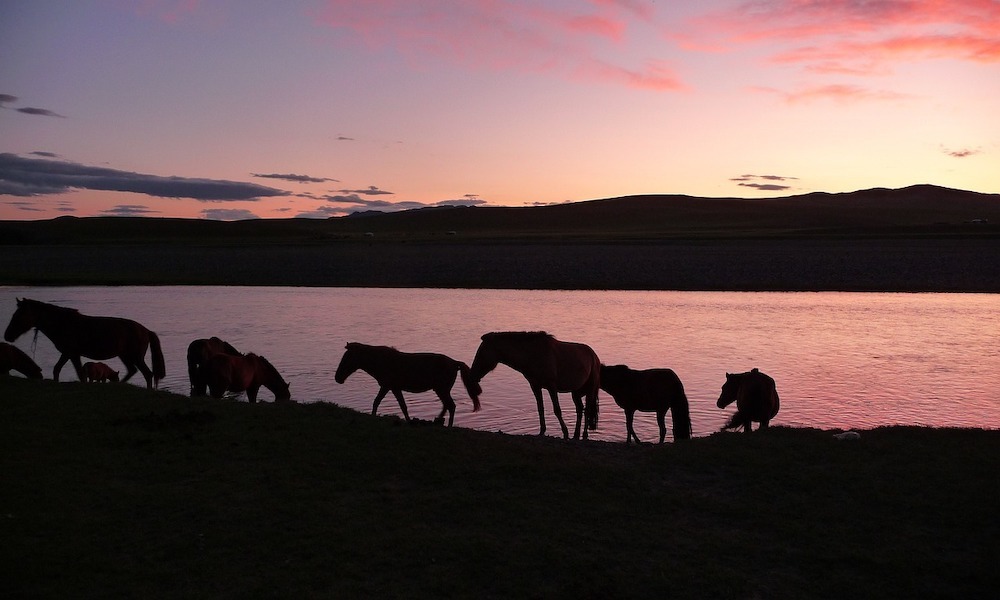 Caballos en el atardecer de Mongolia