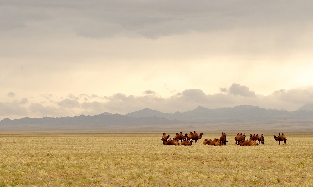 camellos en la estepa de Mongolia